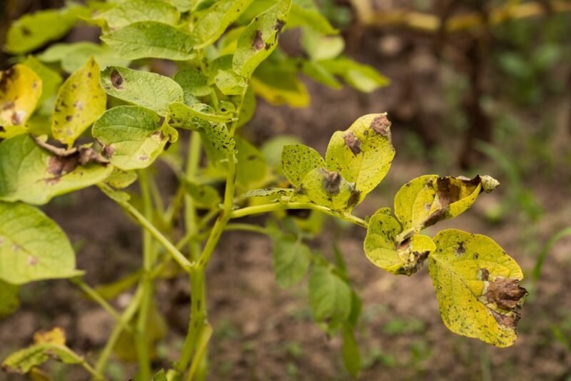 Вирусные заболевания картофеля. Иллюстрация для статьи используется по стандартной лицензии
