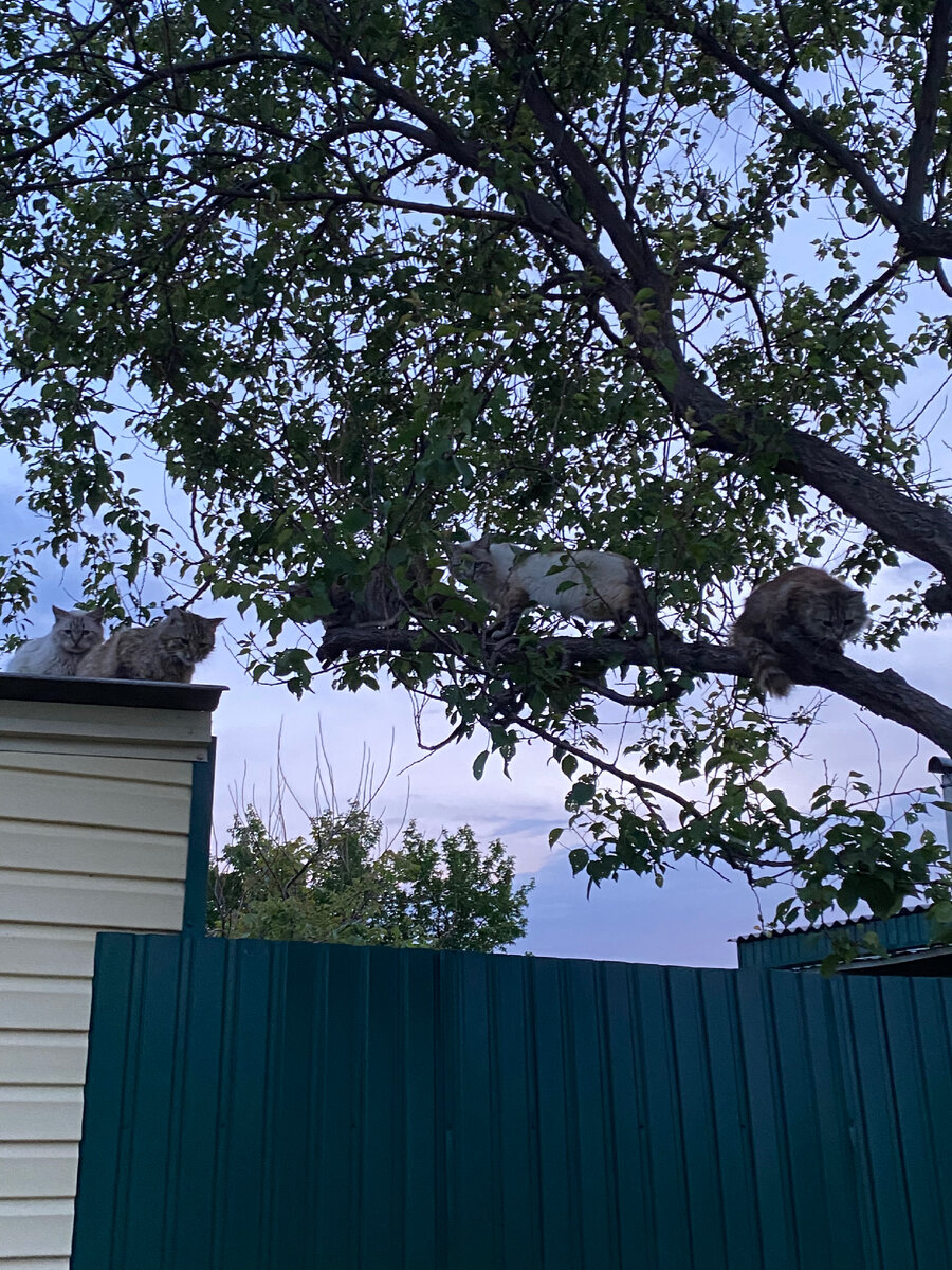 Кошачий бум