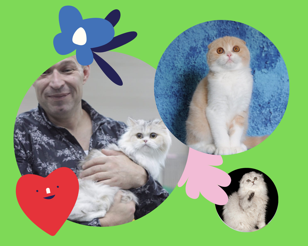 Котики питомника RedSilk