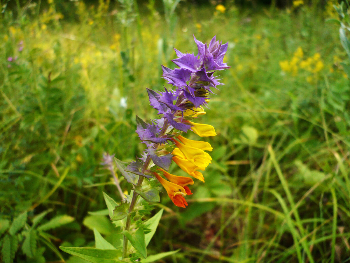 Иван - да - Марья