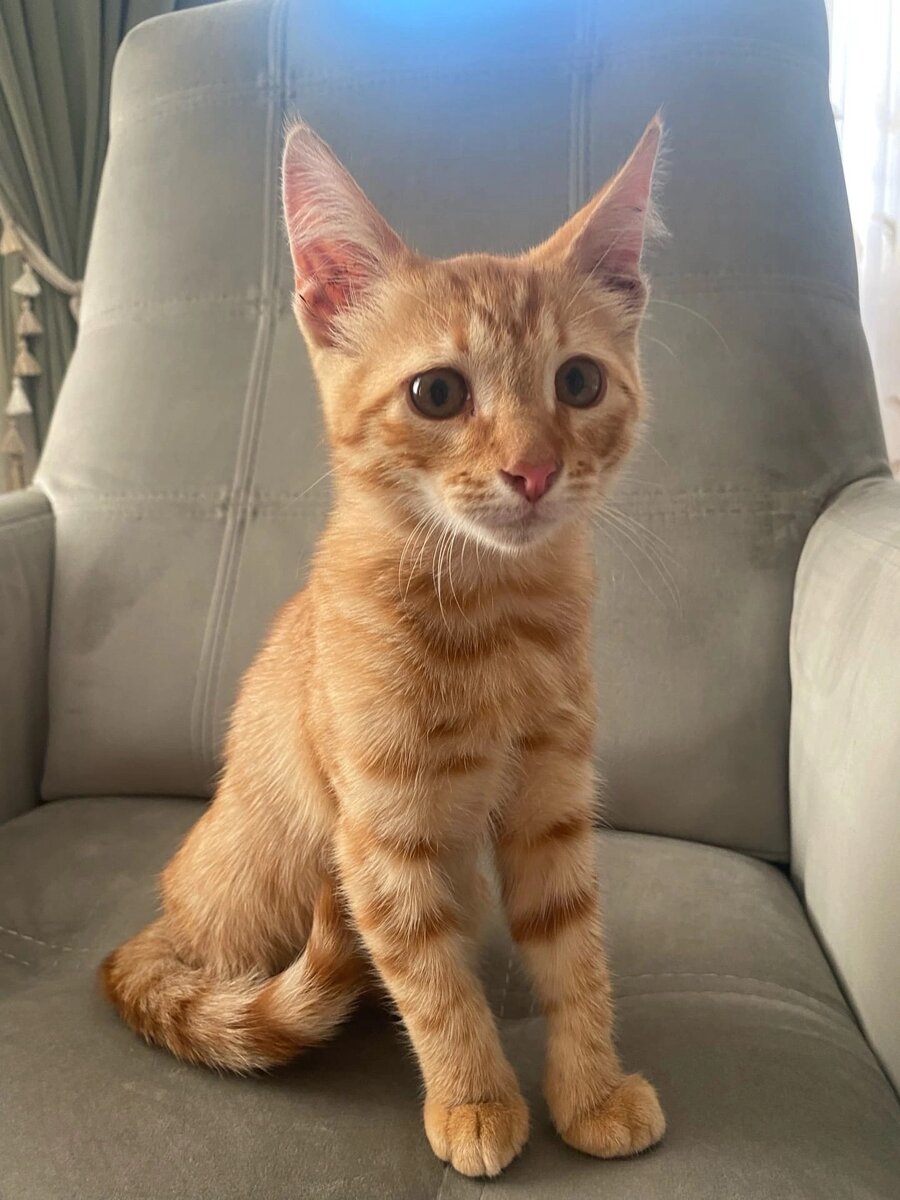 #муром #котищетдом #котенок #рыжийкот #зооволонтер 