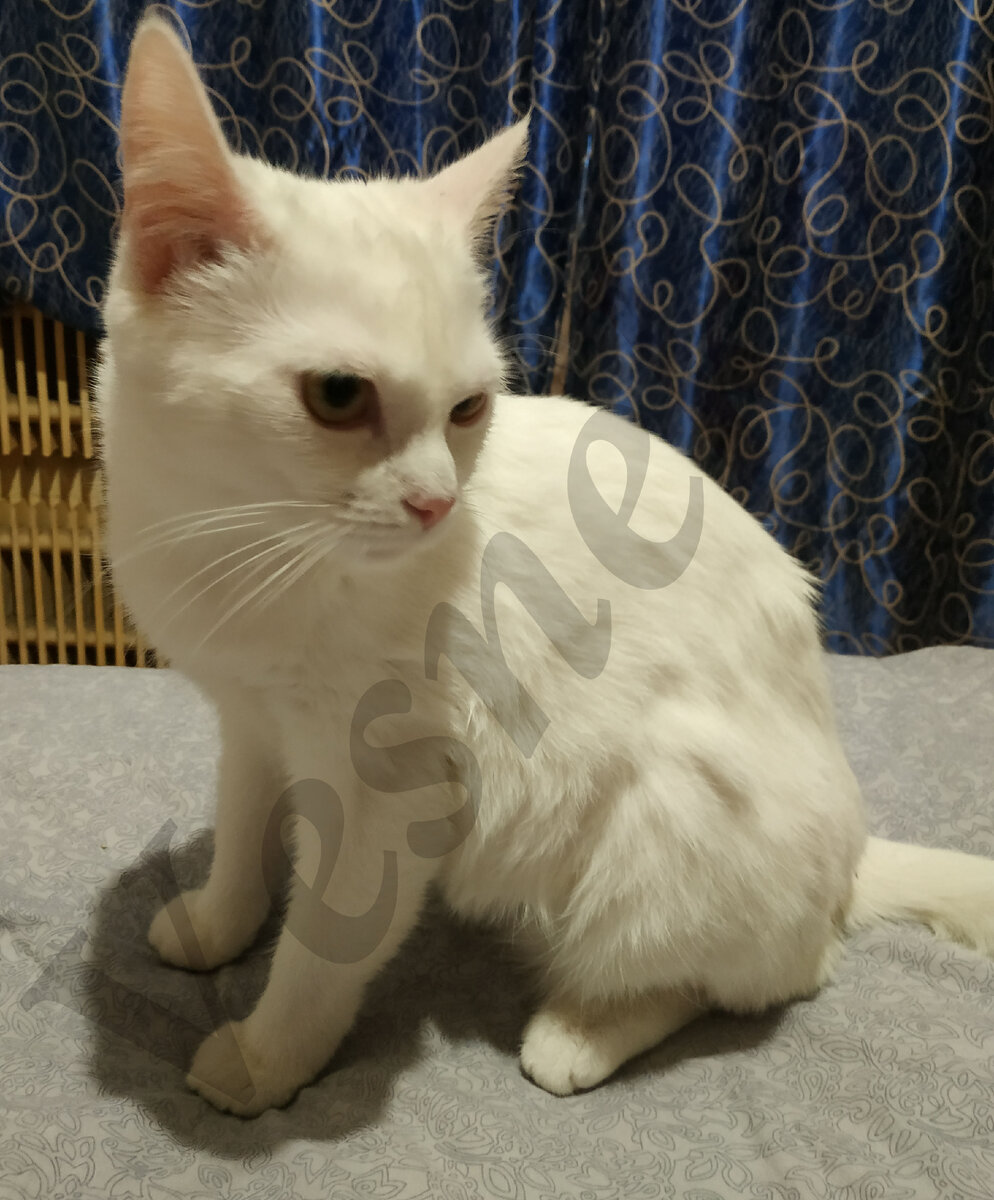 Фото автора. А это кошечка. Очень пугливая