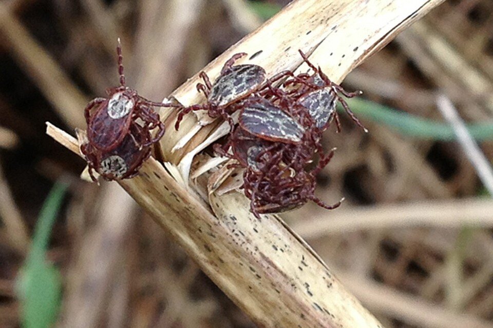     Присосавшихся клещей необходимо сдавать в лабораторию для анализа. Александр БОЙКО