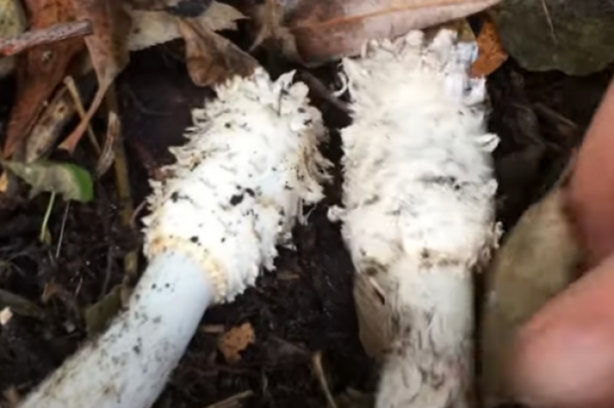    Жительница Тюмени нашла в огороде деликатесные грибы