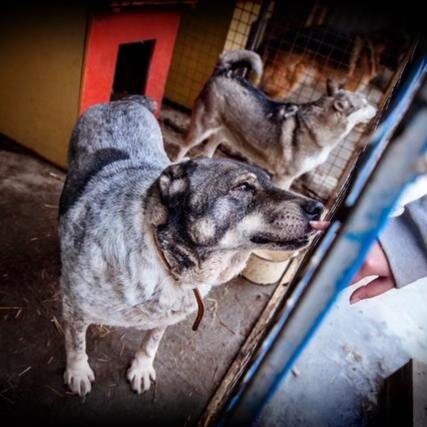 приют нуждается в кормах