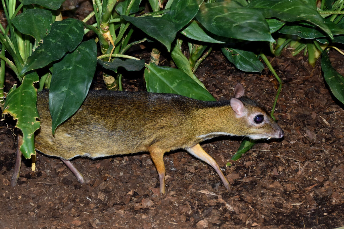 Мышиный олень: 8 интересных фактов о самом маленьком парнокопытном в мире |  Приключения натуралиста | Дзен