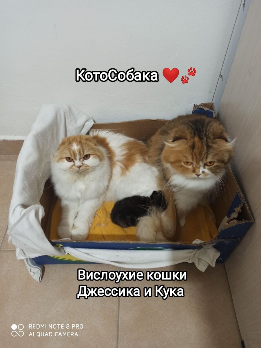 Фото снято автором канала КотоСобака