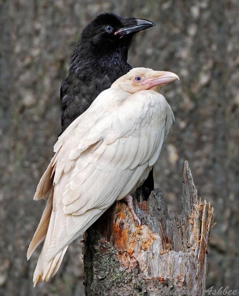 Crow белый. Грач альбинос. Белая ворона альбинос. Альбинос птица ворона. Ворон альбинос.