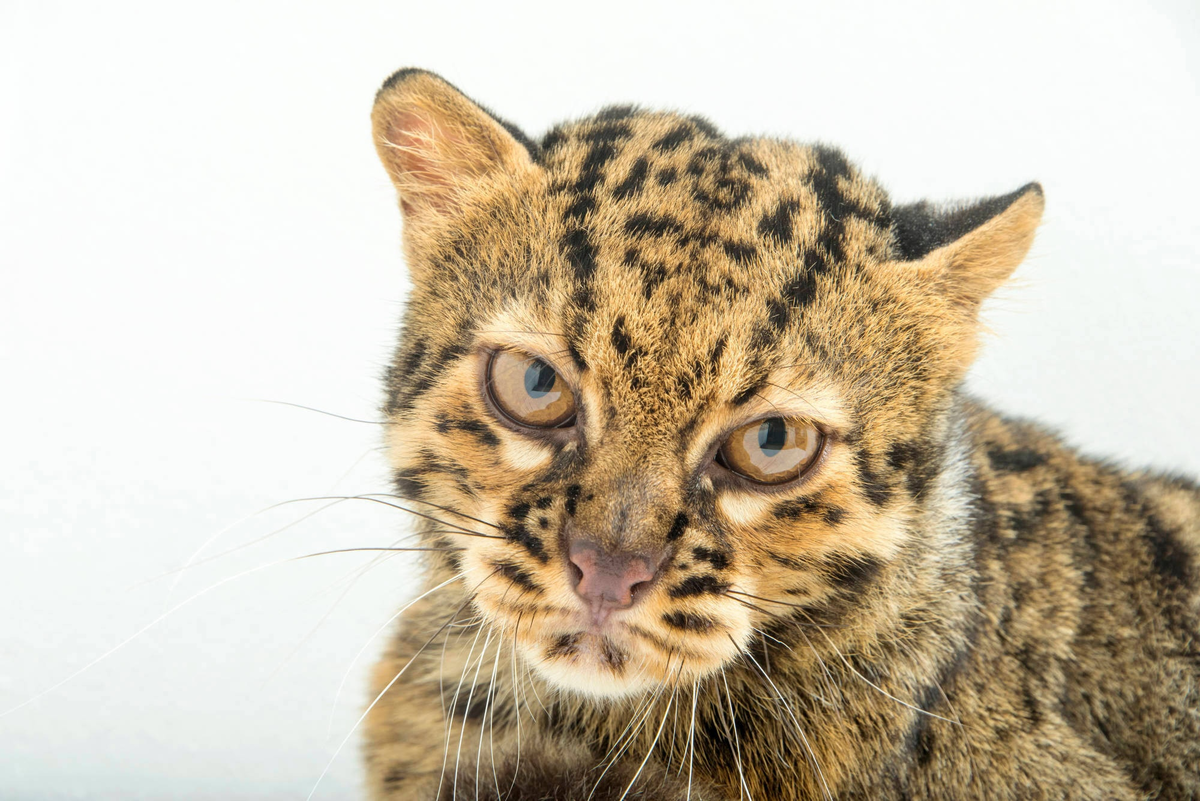 Мраморная кошка: Маленькая «большая» кошка. Крохотный зверь, чьи ближайшие родственники — львы, тигры и леопарды