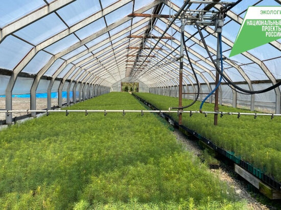     План по лесовосстановлению перевыполнили в Хабаровском крае. ФОТО: правительство Хабаровского края