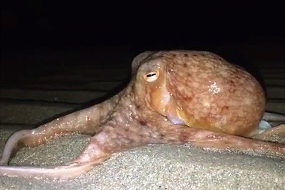     У осьминогов развитый мозг.  YouTube