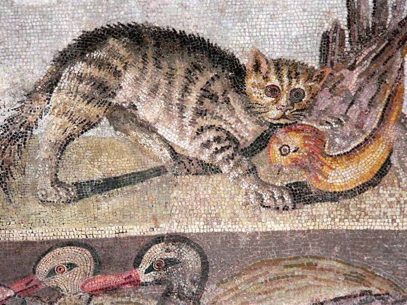 Кошка была приручена в древнем. Римская мозаика Opus vermiculatum. Помпеи мозаика кошки. Мозаики с кошками в Помпеи. Римская мозайка Помпеи.
