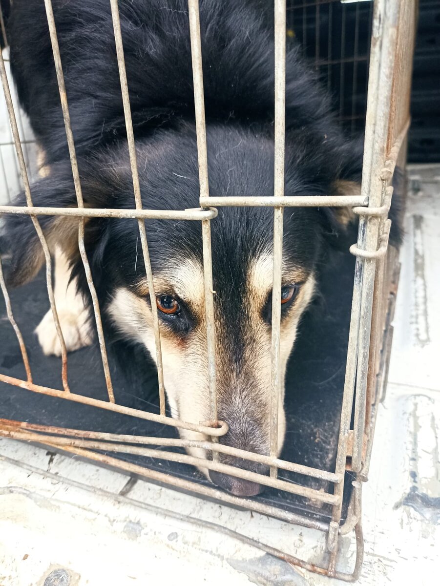 Артурка в клетке отловщиков