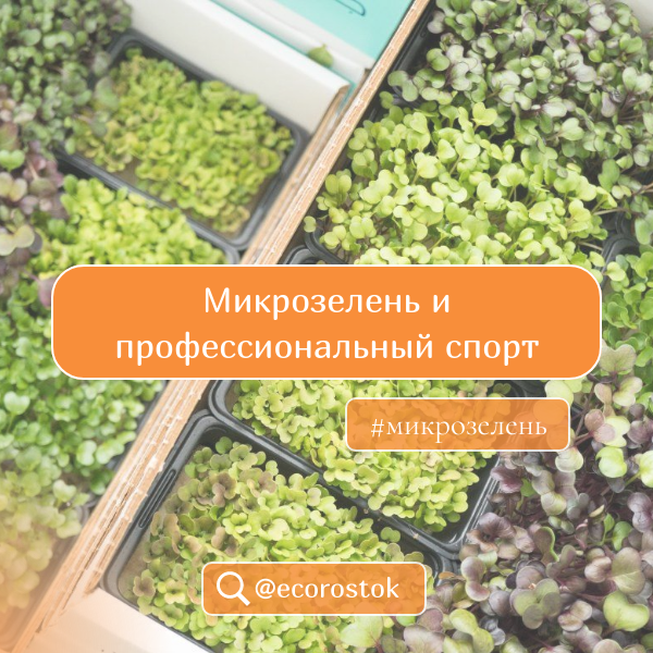 Микрозелень и профессиональный спорт: как она может быть полезна для спортсменов и фитнес-энтузиастов