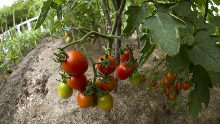 ФОТО: NIKOLAY GYNGAZOV/GLOBALLOOKPRESS