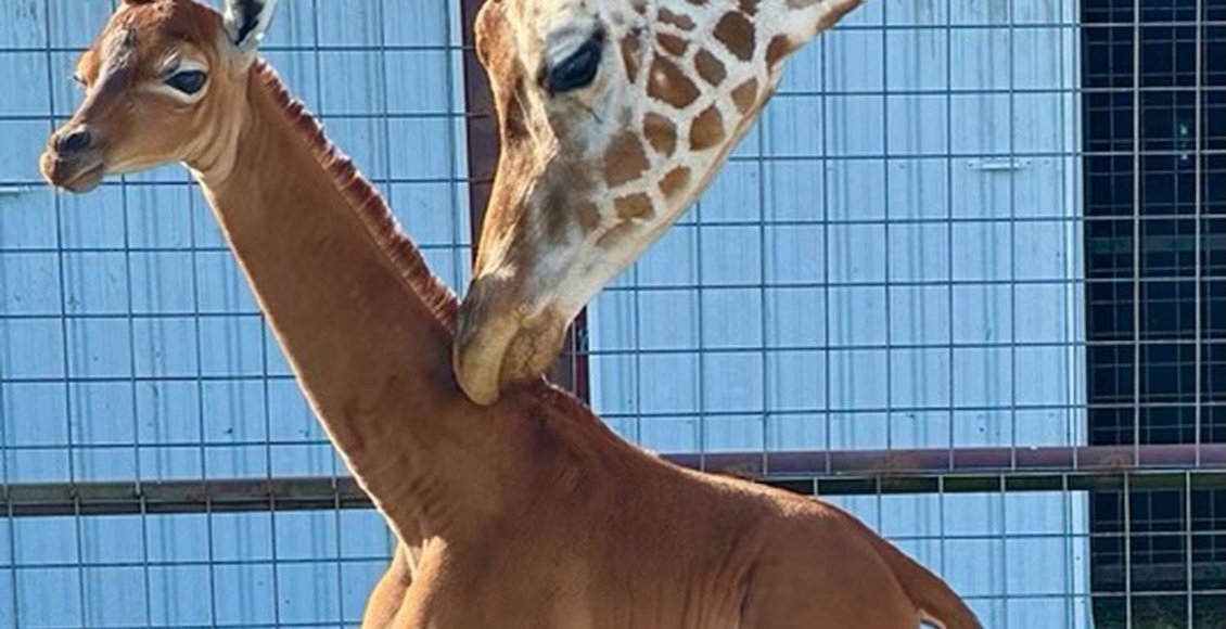    Фото: Brights Zoo