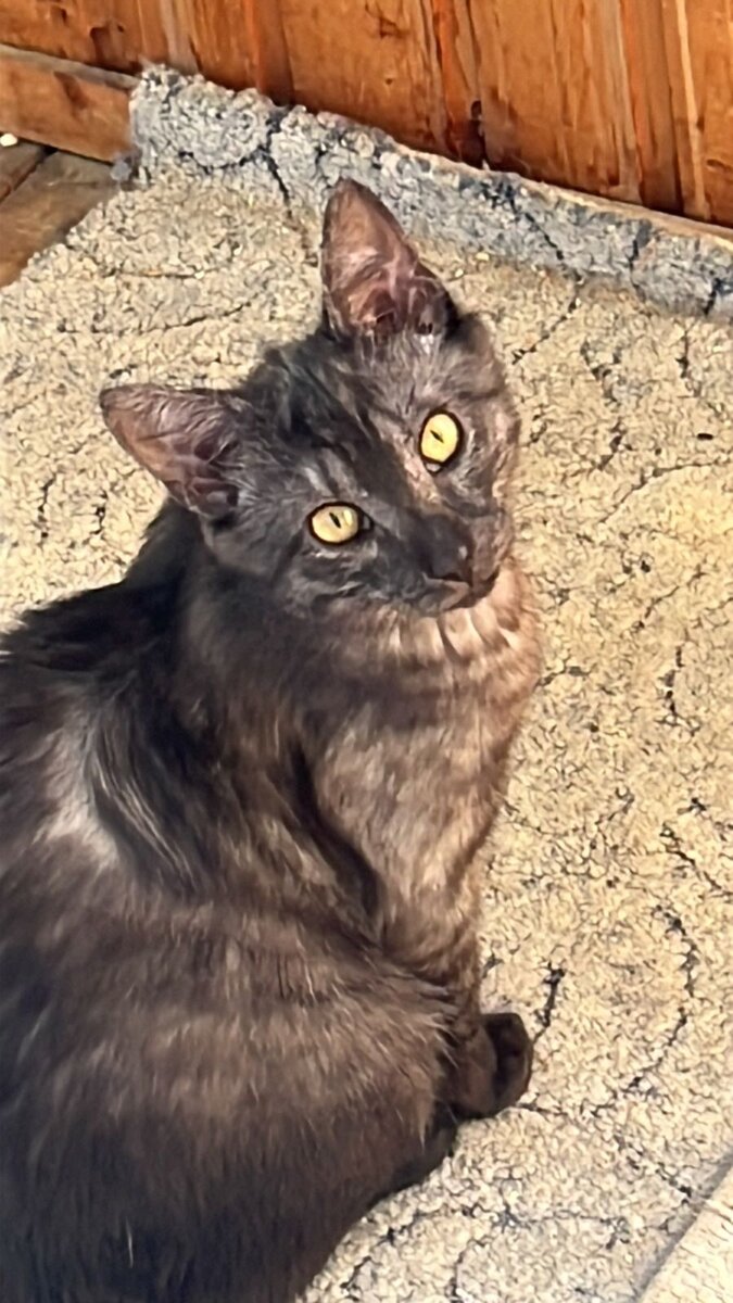 Почему меня не берут домой?