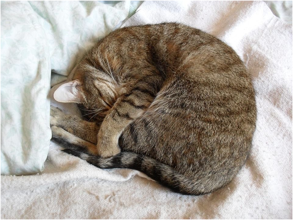 Почему животные спят свернувшись в клубок. Спящие коты.