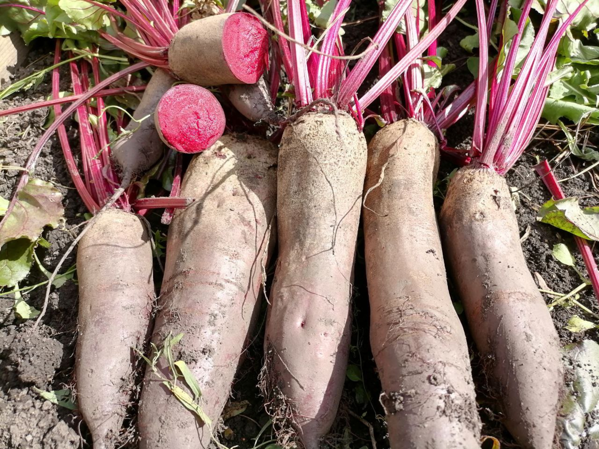 Свела Родена, японская линия, профсемена от "Престижа"