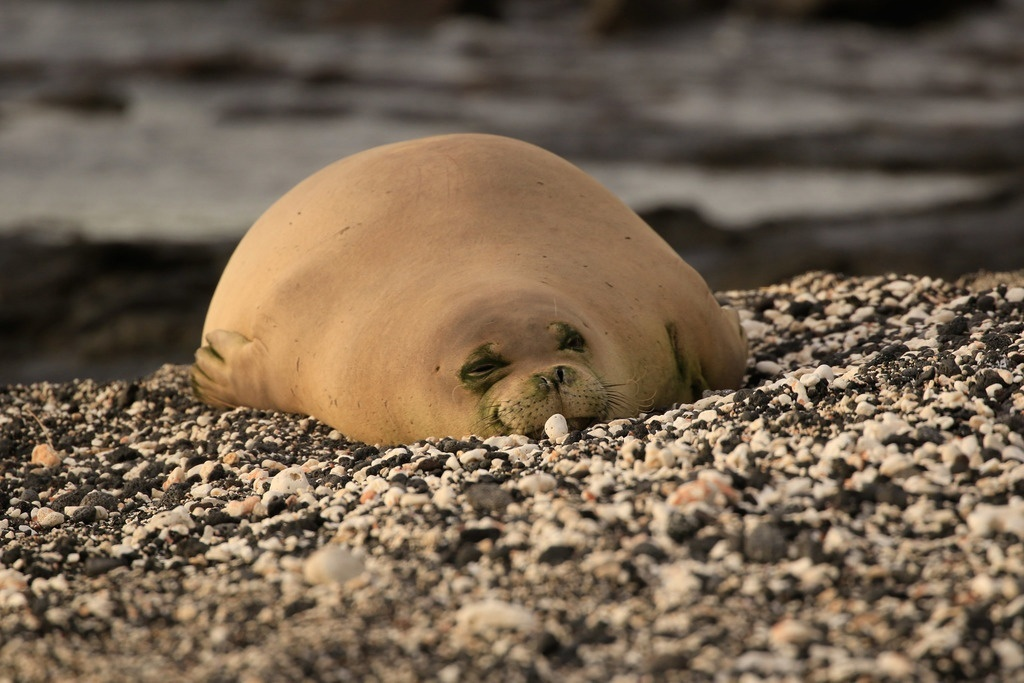 Hawaiian Monk Seal