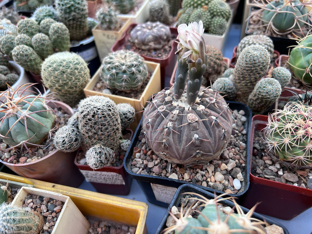 Кактус базар. Выставка кактусов на вднх. Выставка кактусов на вднх 2022. Меза маркет кактус фест 2023. Кактус фест.