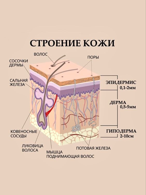 Коррекция искривления полового члена