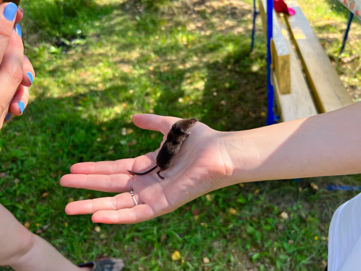 Ну а лично довелось девчонкам в деревне повидать только кротёнка, и это хорошо! 