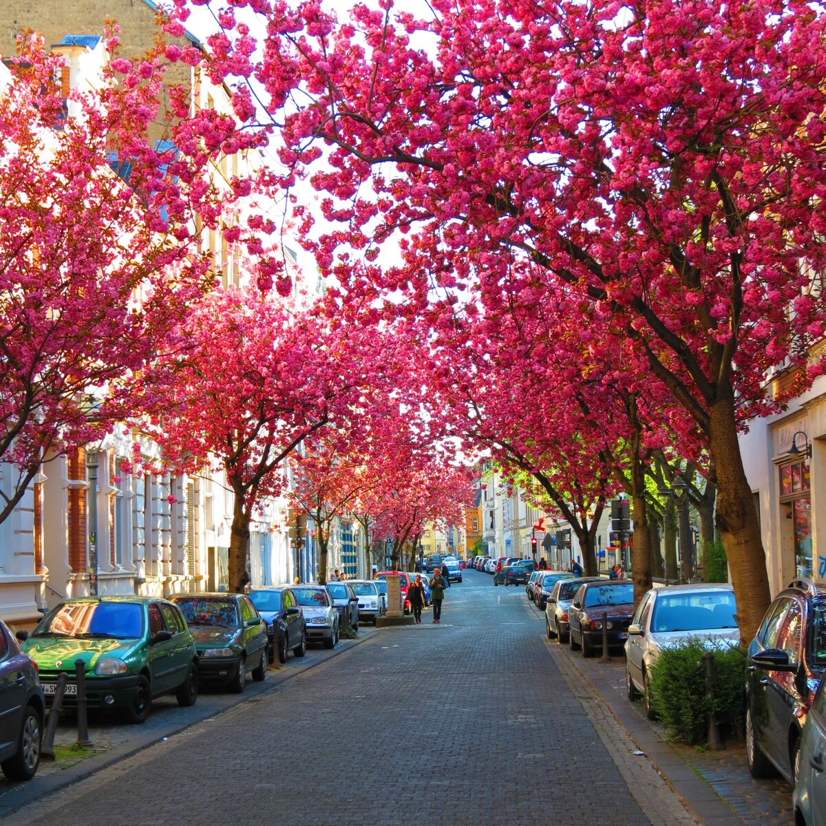 Сакура в германии фото