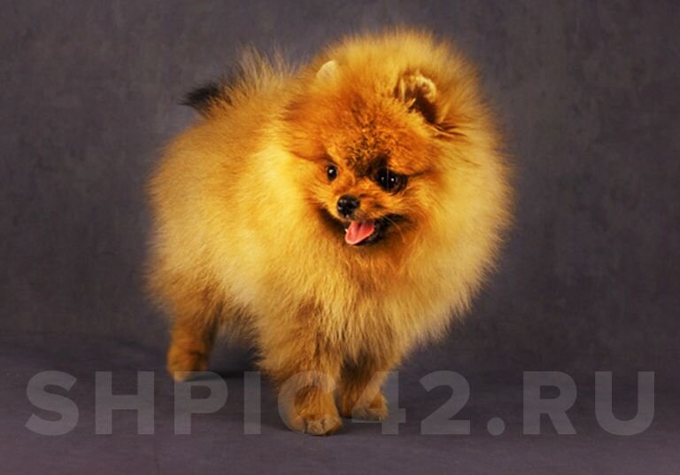 Фото: Мария Сушлякова (shpic42.ru)