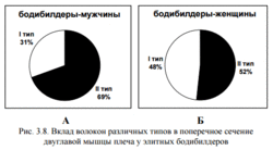 Соотношение мышечных волокон у мужчин и женщин
