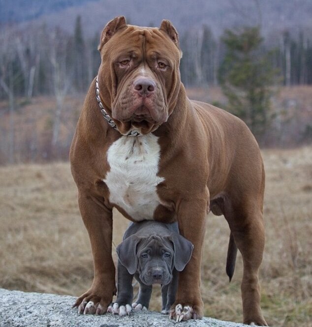 источник  https://fishki.net   Халк с сыном