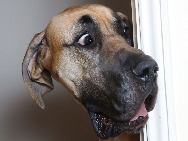 Источник фото: https://s1.1zoom.ru/big3/210/Dogs_Great_Dane_Head_Surprise_emotion_Funny_Snout_524313_1920x1368.jpg