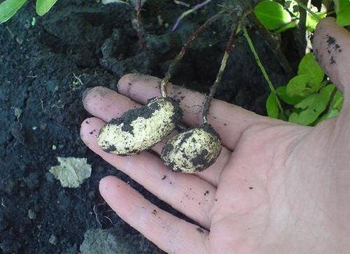 Арахис, ото: eda-land.ru