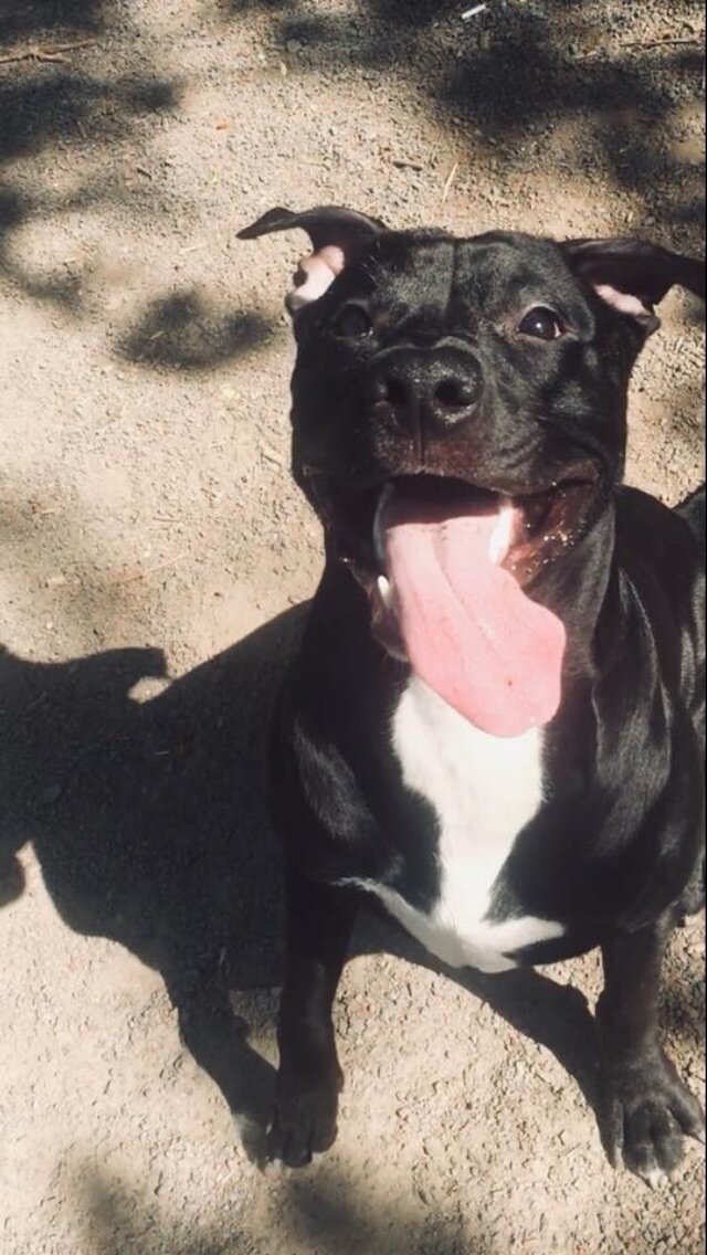 Наш красавец 