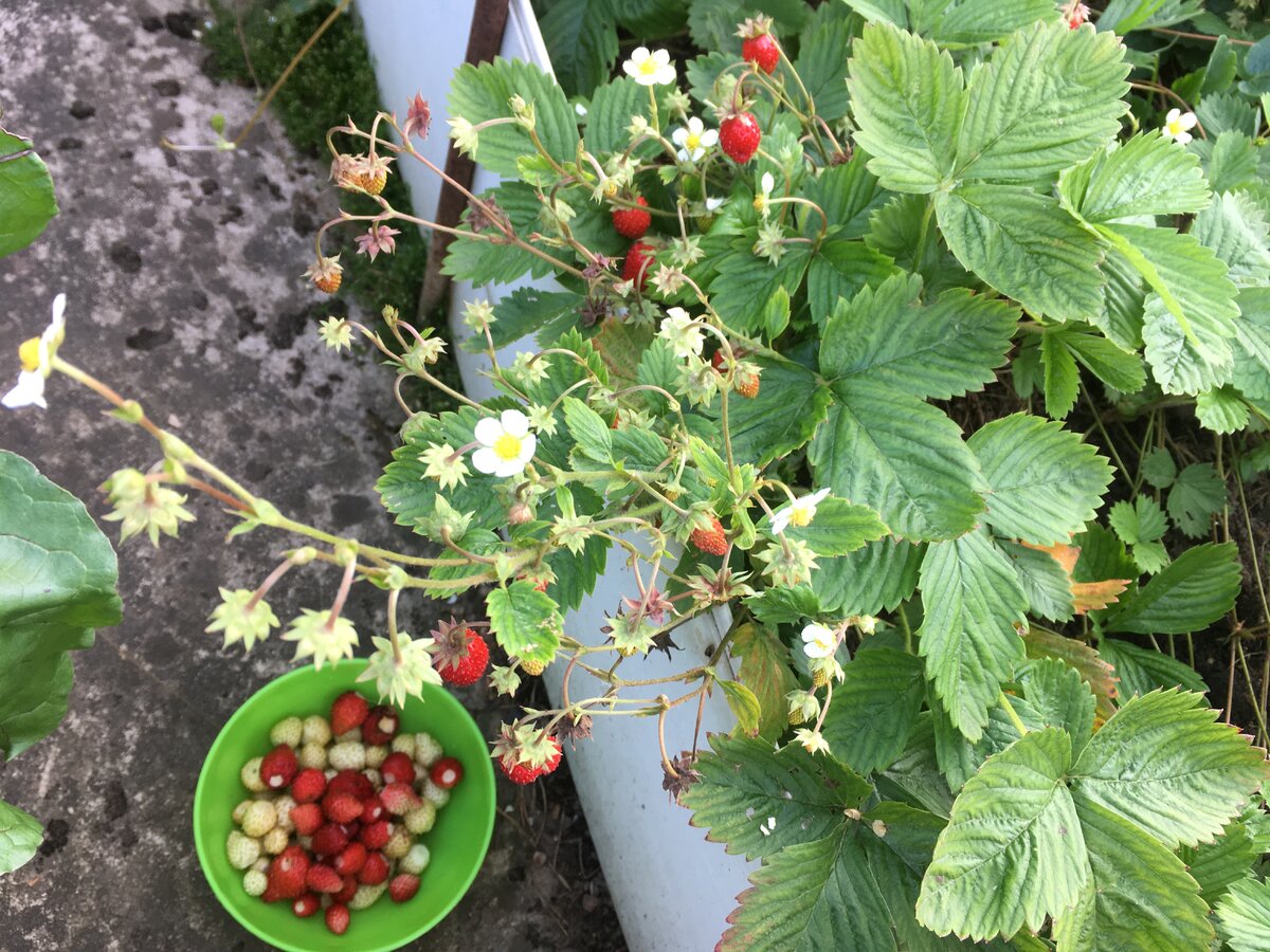 наша земляника