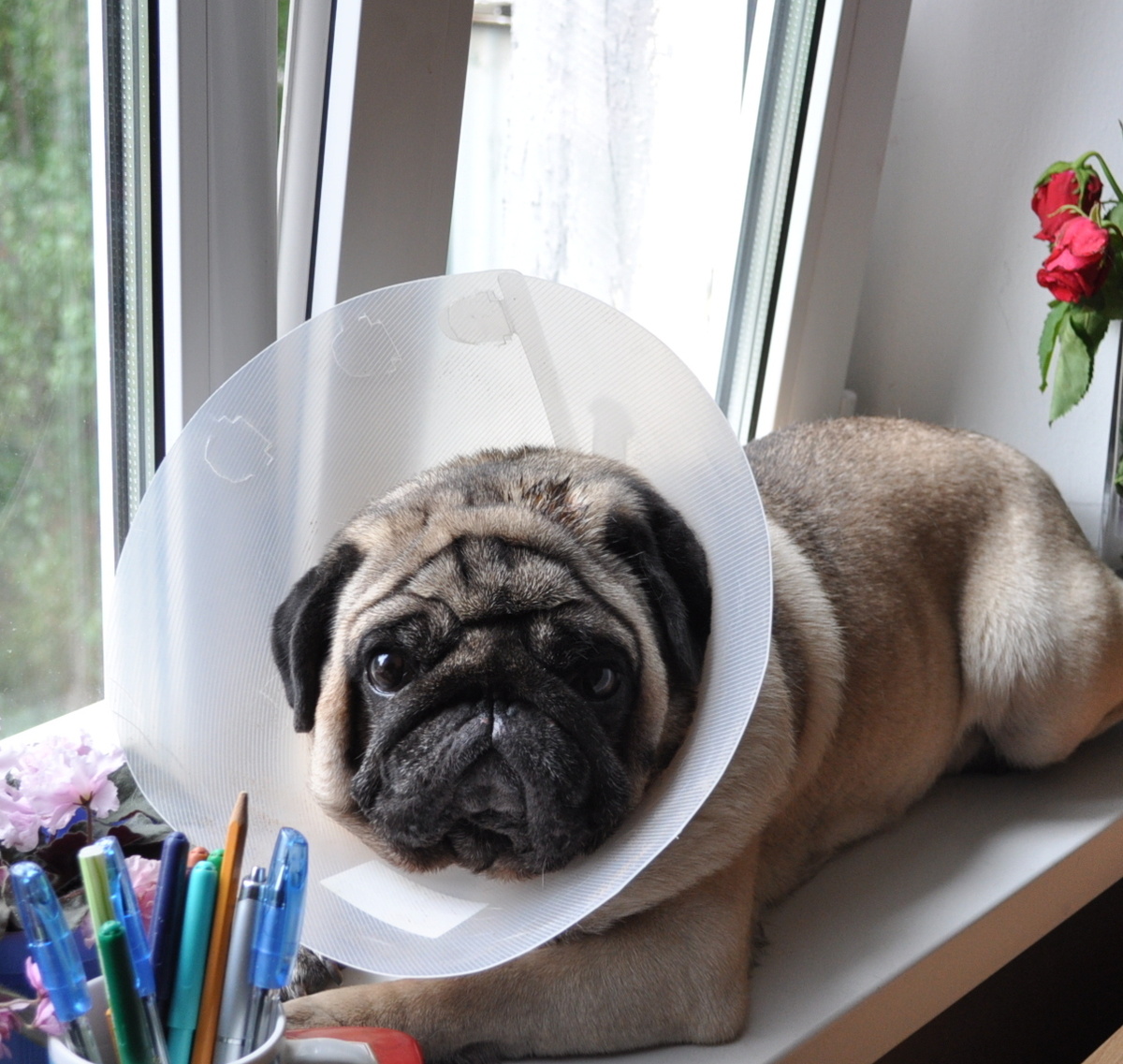 Лекс недоволен: заставили носить ветеринарный конус