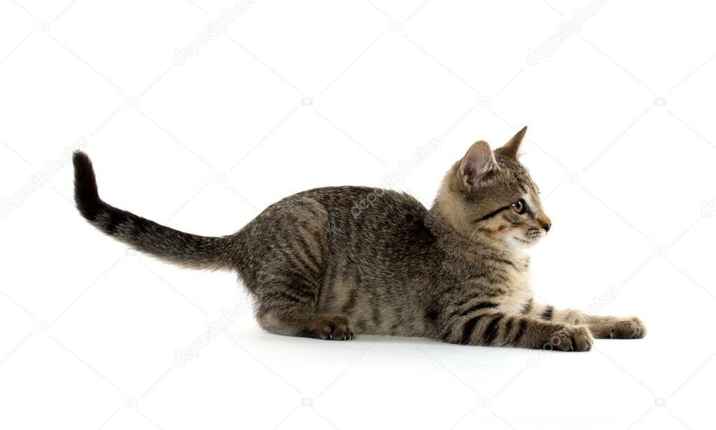 Кот Мурзик истинным лицом.