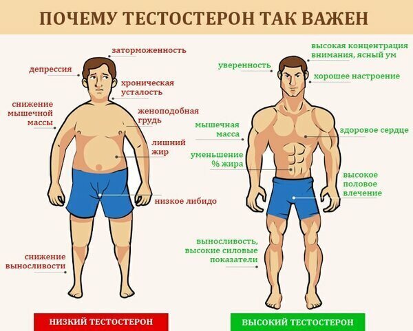 Вся правда о тестостероне, мужчинам и женщинам. | Здоровье и Фитнес | Дзен