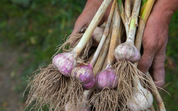 Чтобы до весны как свежий, не прорастает, не вянет, вкус не теряет! Как меня чеснок научили выкапывать, зачем завязывают стрелки и что делают с листьями, про дозаривание. И почему лежкость зависит от срока
сбора – и когда это делать правильно. 