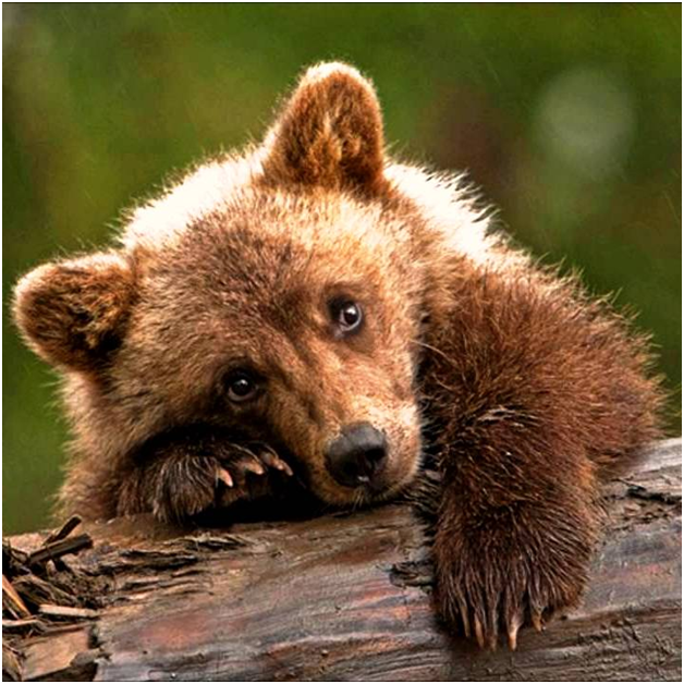 фото из открытых источников