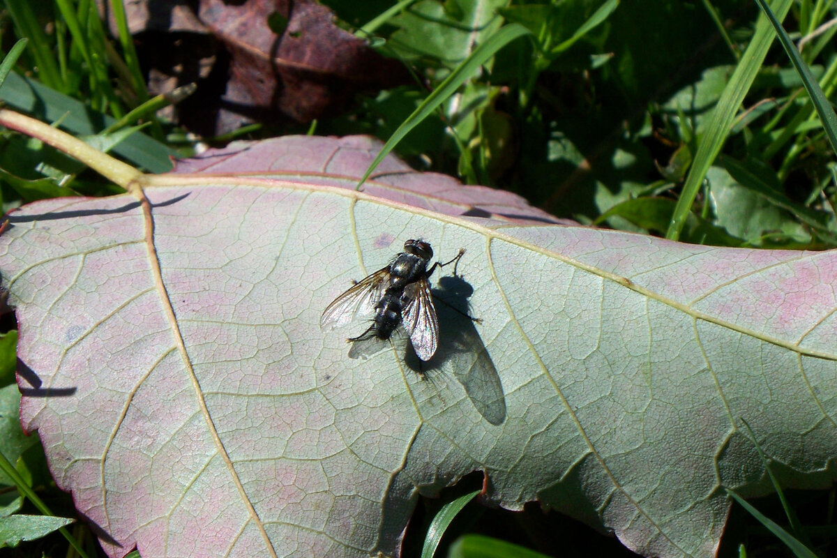 Факт №1. Зелёные мухи примечательны тем, что самка обычно поедает самца после спаривания.-2