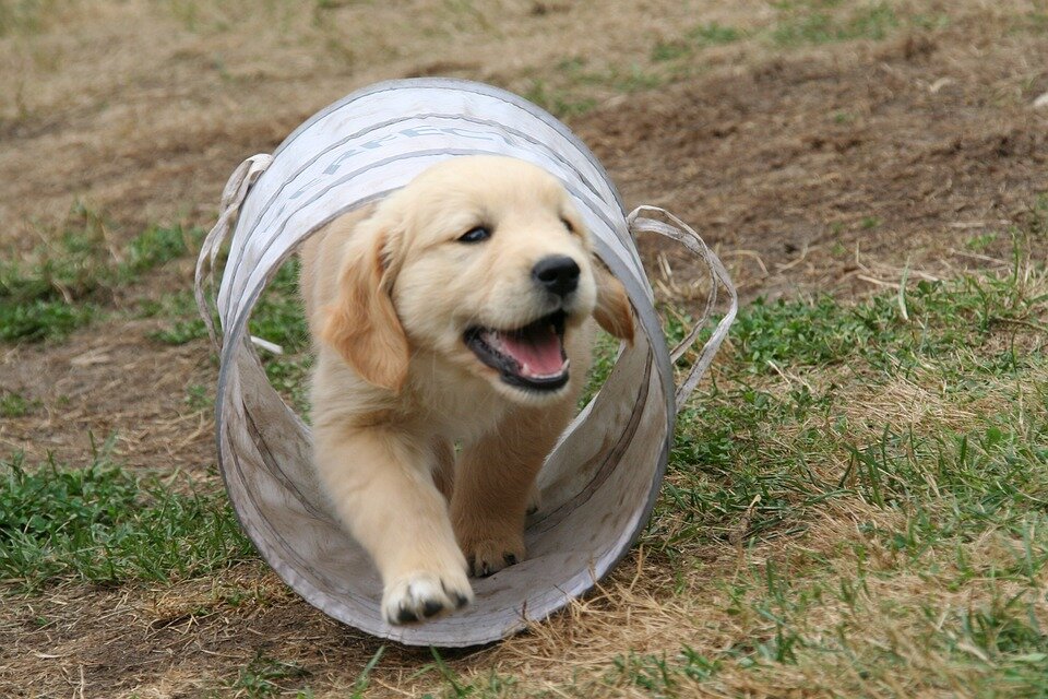  https://cdn.pixabay.com/photo/2017/09/02/08/54/golden-retriever-puppy-2706681_960_720.jpg