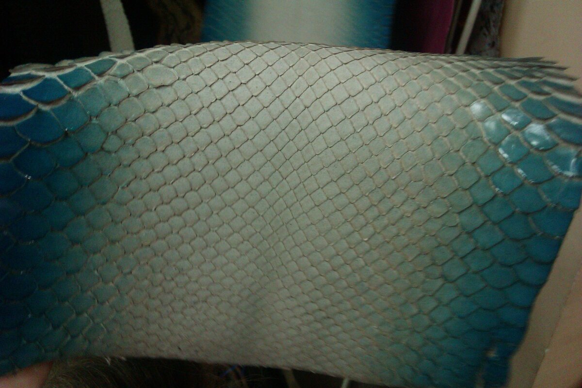 Кожа из шкуры питона, разрезанная по животу