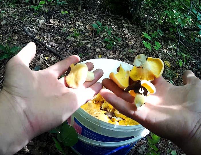 Набираю грибы