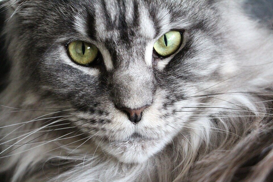  https://cdn.pixabay.com/photo/2016/10/08/12/16/cat-1723612_960_720.jpg