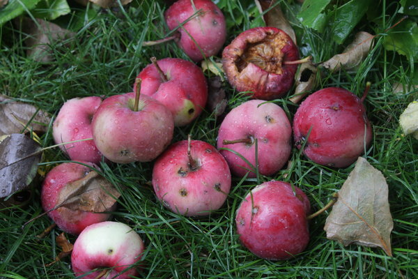 Яблочный опад.