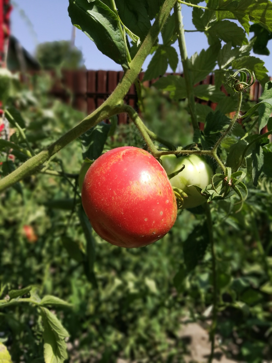 Употребляю только свои выращенные помидоры