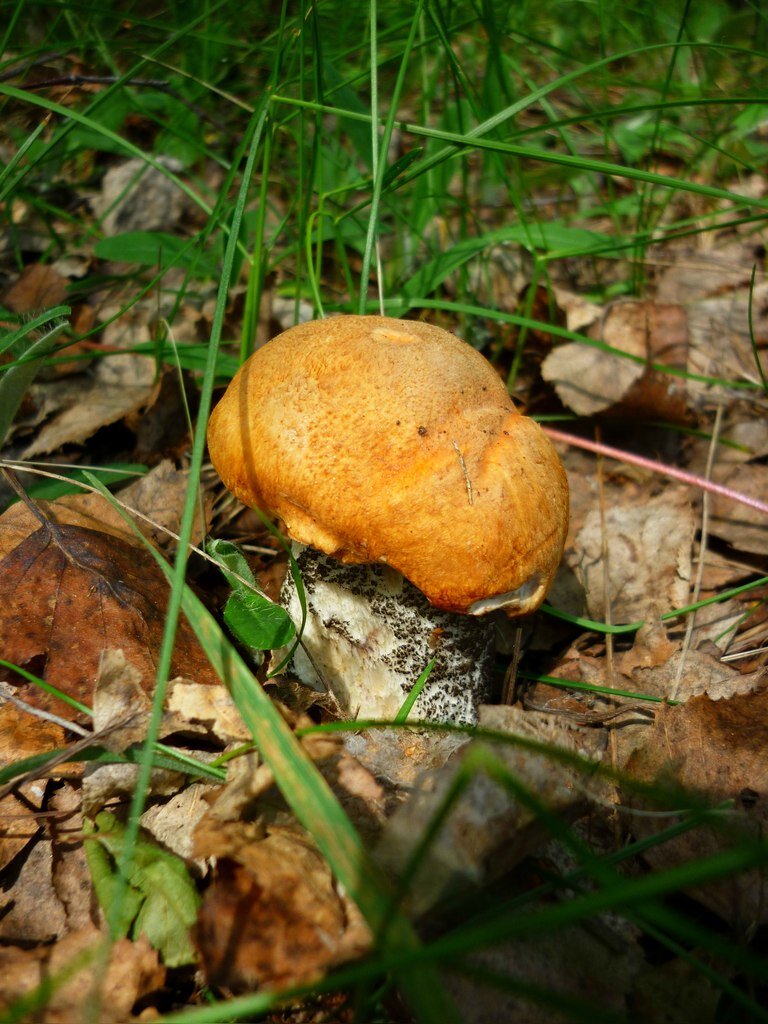 Подосиновик 