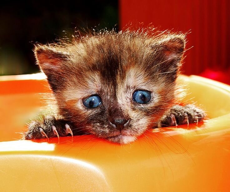 ути пуси, какая киса, а давайте ка все скинемся на лечение очередному котейке, собачке, попугайчику, да ещё бог знает кому(тьфу)