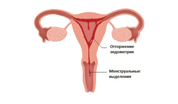 Менструация